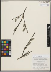 Foto von Salix pulchra Cham.